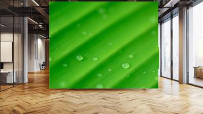 Banana leaf pattern after rain with water drops. Wall mural