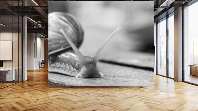 snail on the road Wall mural