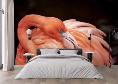 Flamingo neck twisting pose Wall mural