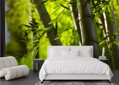 Bamboo forest background Wall mural