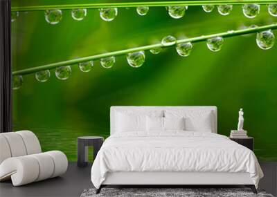 Water drops on green grass Wall mural