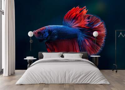 Betta fish halfmoon in different color tone and style from Thailand, the Siamese fighting fish, betta splendens Wall mural