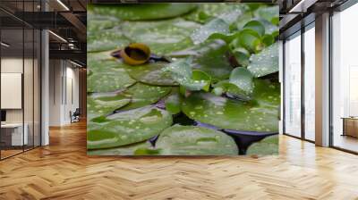 drops on a water lily in a pond Wall mural