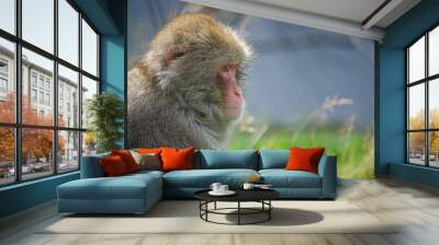 An adult Japanese macaque Wall mural