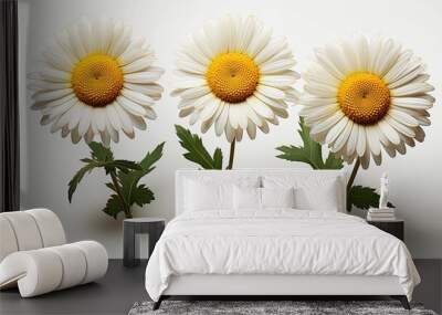 Growing blooming daisy isolated on transparent background, life, growth, development stages and steps concept  Wall mural