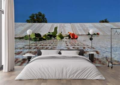 Srebrenica memorial. Name by name and with a wilted rose Bosnia and herzegovina. Wall mural