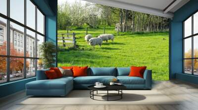 Netherlands,Wetlands,Maarken, Sheep with wool grazing on a field Wall mural