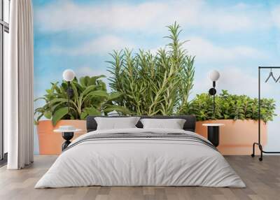 Pots with rosemary, oregano and sage plants Wall mural