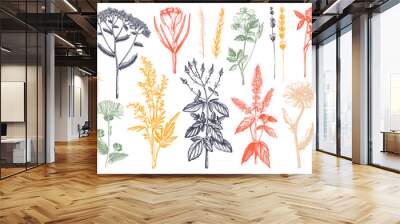 Medicinal herbs collection. Vector set of hand drawn summer florals, herbs, weeds and meadows. Vintage plants illustration. Botanical elements in engraved style. Wild flowers outlines set. Wall mural