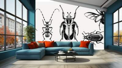 Vector collection of high detailed insects sketches. Hand drawn beetles illustrations in vintage style. Entomological drawings set. Beetles outlines Wall mural