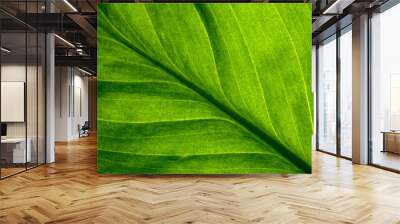 abstract green striped nature background, vintage tone. green textured leaf of the plant. natural ec Wall mural