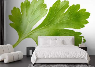 Fresh Celery Leaf of Coriander Leaf, Isolated on White Background Wall mural