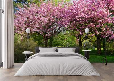 Pink flowering tree over nature background - Spring tree -  Spring landscape. Closeup view o flower cherry blossoms, prunus serrulata Wall mural