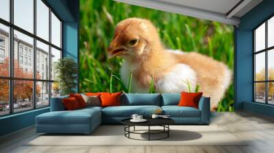 Newborn chick in the grass Wall mural