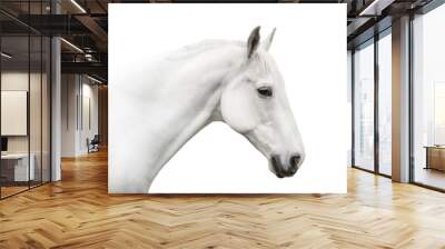 portrait white horse isolated on white background Wall mural