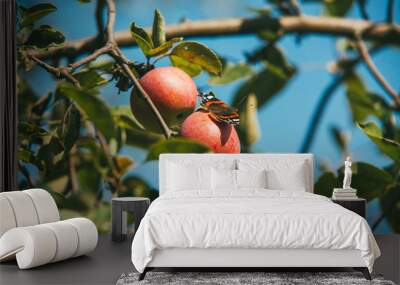 A beautiful multicolored butterfly sits on ripe apples on a branch Wall mural