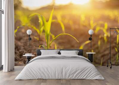 Field of young corn tree. Row of land with deep soil to release water to corn field Wall mural