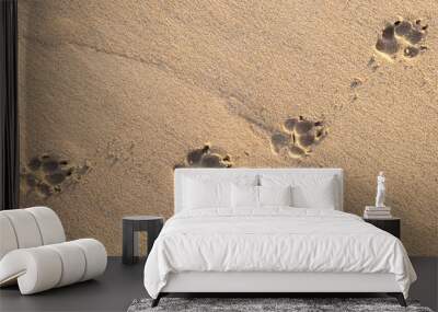 photo of dog footprint on the tropical beach Wall mural