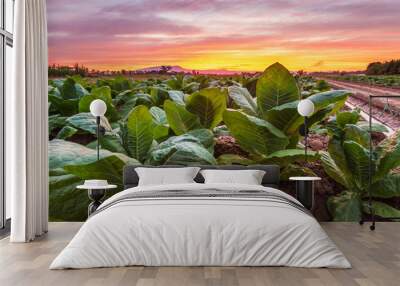 View of young green tobacco plant in field Wall mural