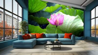 Pink water lily Wall mural