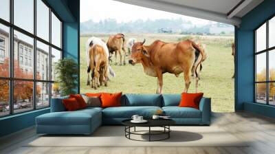 Cow in the green grass Wall mural