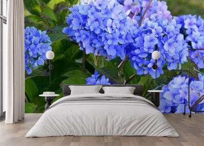 closeup of blue Hydrangea in Full bloom Wall mural