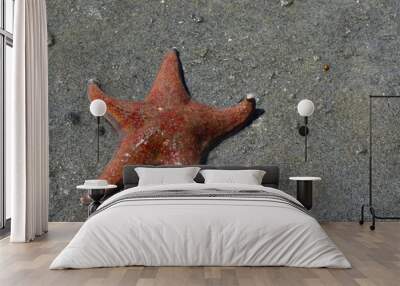 leather sea star on wet sand  Wall mural