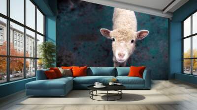 A young sheep looks into the camera. Wall mural