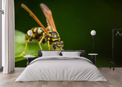 Closeup of a wasp on a plant in the garden Wall mural