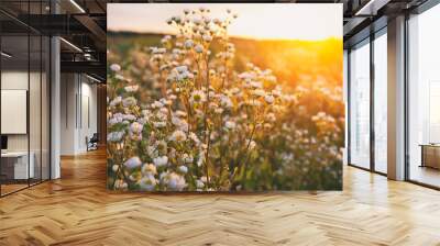 The beautiful field on the sunset and different wildflowers in front of it Wall mural