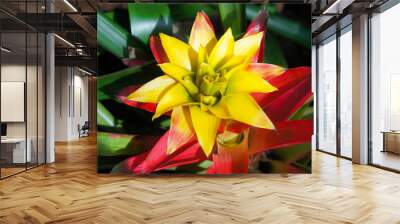 Bromeliad yellow and red plant Wall mural