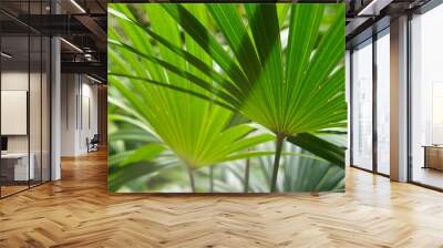 Chamaerops humilis dwarf fan palm green leaves Wall mural