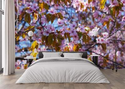 Cherry blossoms pink flowers Wall mural