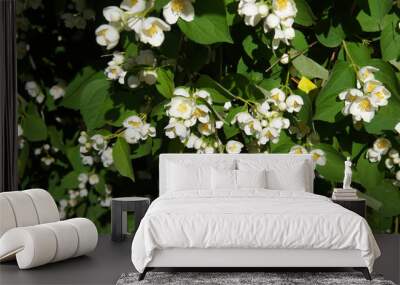 Philadelphus lemoinei green shrub with white flowers background Wall mural