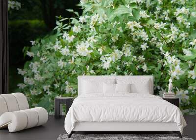 Philadelphus microphyllus littleleaf mock-orange shrub with white flowers Wall mural