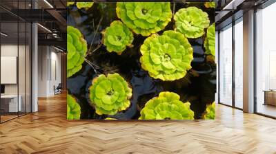 Pistia stratiotes or water cabbage or water lettuce green free-floating aquatic plant Wall mural