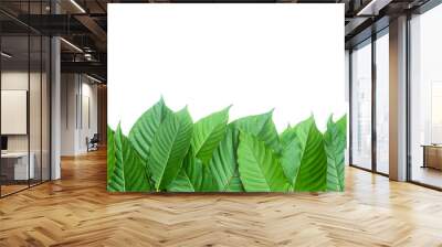 Group of fresh kratom leaves or Mitragyna speciosa on white background Wall mural