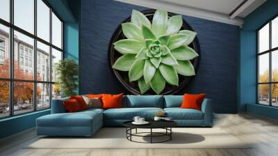 Succulent plant in a pot isolated on dark grey textured background. Top down view.
 Wall mural