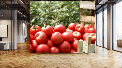 fresh organic tomatoes in a crate Wall mural