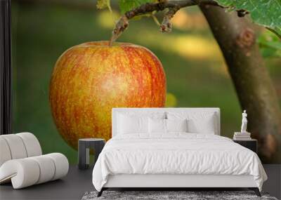 fresh and juicy apple growing on a apple tree branch Wall mural