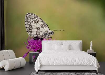 Marbled white butterfly (Melanargia galathea) on greater knapweed flower Wall mural