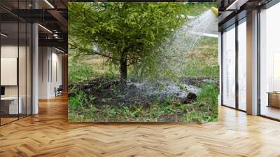 Watering conifers in a city garden or park with a spray hose. City improvement Wall mural