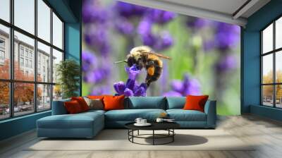 close-up of the bumblebee of a lavender flower Wall mural