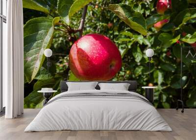 One ripe red apple in sunlight on apple tree branch Wall mural