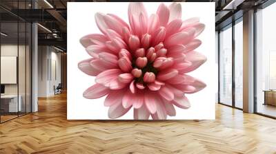 chrysanthemum flower close up marco good for design Wall mural