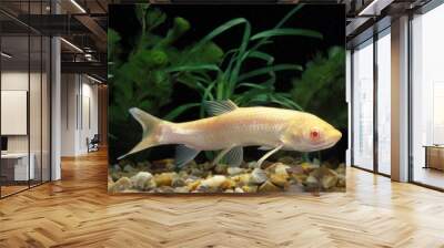 Albino Grass Carp, ctenopharyngodon idella Wall mural