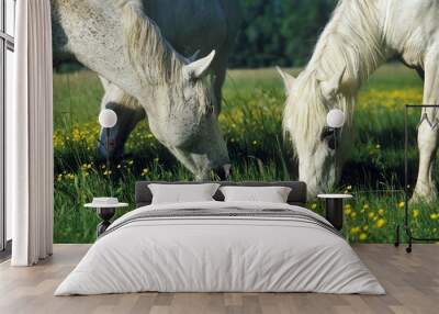 Camargue Horse, Herd eating Grass in Meadow Wall mural