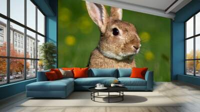 European Rabbit or Wild Rabbit, oryctolagus cuniculus, Adult standing in Yellow Flowers, Normandy Wall mural