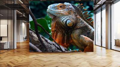 Green Iguana, iguana iguana, Adult Male standing on Branch, Los Lianos in Venezuela Wall mural