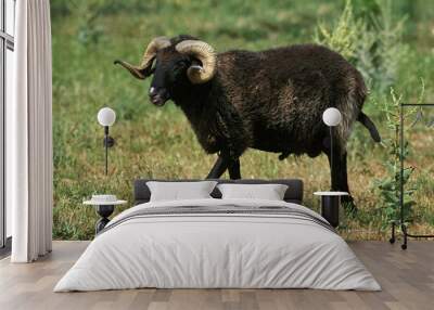 Karakul Sheep, Breed Producing Astrakan, Ram Wall mural